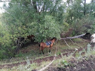 Когда нервы на пределе из за насекомых, можно в тени и бобром побыть 