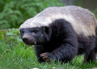 Поразительные животные