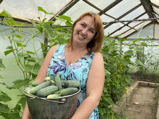 Огурцы от посадки до урожая 