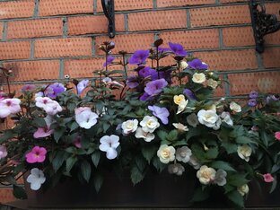 Каталог ризом ахименесов