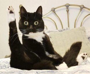 🐈Неделя Котиков!😂 Милые и смешные!🐈