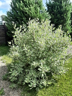 Декоративные кустарники🌿
