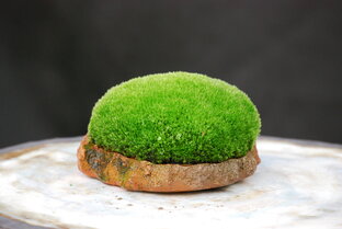 Мох / Moss