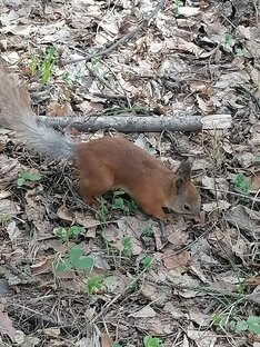 Милые зверушки 