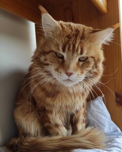 О жизни Мейн-кунов