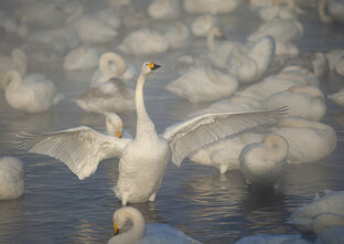 Зимние лебеди!