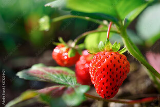 Земляника ФРИГО