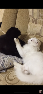 Домашние питомцы..