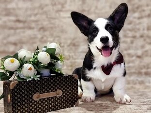 Приколы и милота 