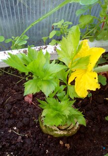 ЭКСПЕРИМЕНТЫ