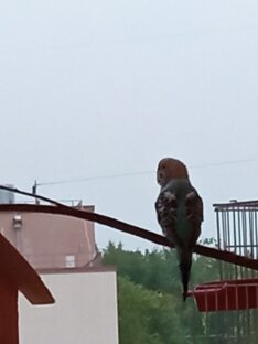 Наши попугайчики 🦜🦜