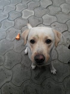 Мои питомцы