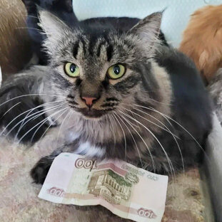 Дни хвоСТОв 🐈