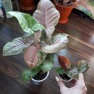 Уход за комнатными растениями🌷