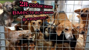 БАБА ЛЮБА, ДАВАЙ! История хозяйки 28 собак 