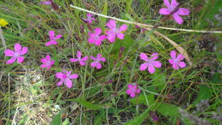 Любимые стихи