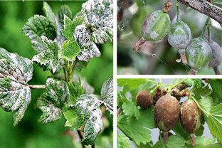 Сад и огород