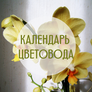 Календарь цветовода