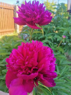 Что-то на природном 