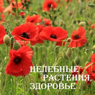 Для здоровья, целебные растения
