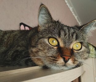 Рубрика "Котопад понедельника"