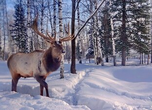 Промысел в тайге 