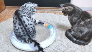 Наши покупки.