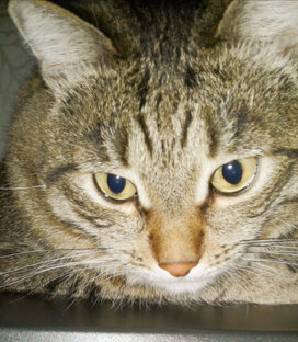 ИЗ ЖИЗНИ КОТЕЙКИ