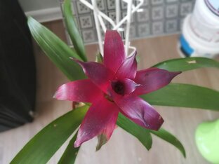 Бромеливые