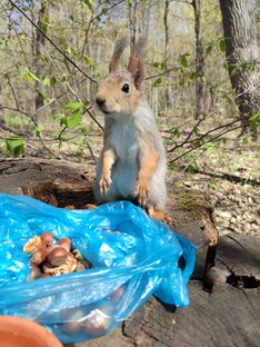 Белки весной