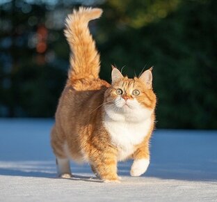 О  чём думают коты