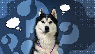 хаски: теория и практика 🐺🎓🤓