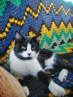 Котики