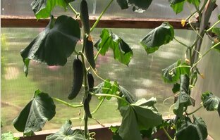 Огурцы в теплице 