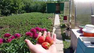 Старушки-веселушки. Смена власти в СНТ