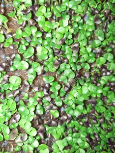 Незаменимая "Микрозелень"🌱