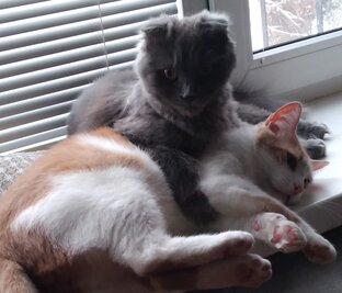 Котина Бабайка