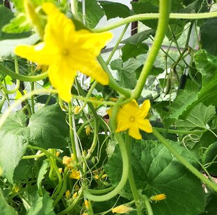 Огородные истории