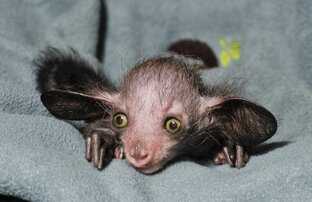 О братьях меньших!