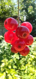 Дачные заметки