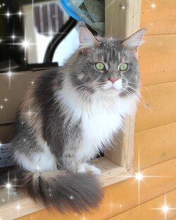 Обзоры товаров для кошек