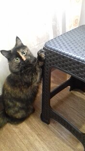 Стали домашними