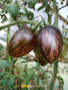 Коллекционные сорта томатов