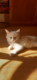 Дедушка Дзэн