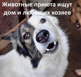 Животные ищут дом