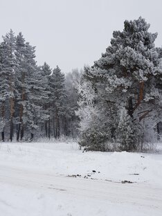 Зимняя сказка на снегоходе