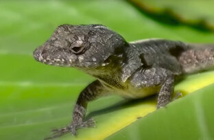 Интересная информация о животных.