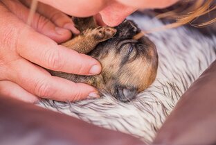 Хочу собаку