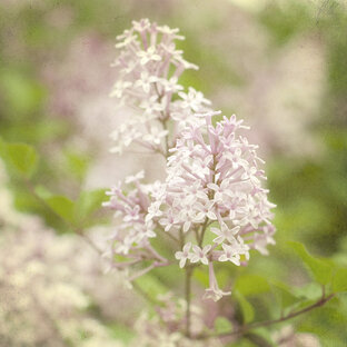 Inter arma silent Musae.... КОГДА МОЛЧАТ МУЗЫ..