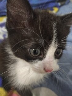 Ночной тыгыдык)